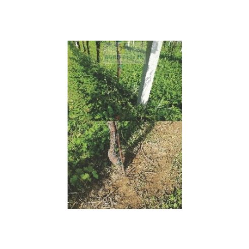 TÖRZSTISZTÍTÓ HEVEDERES - HERBI SWING LONG - KÉT OLDALAS